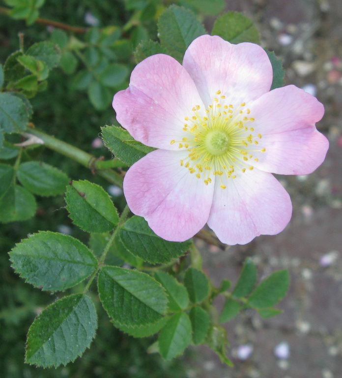 رزشمالی، رز تیغ دار